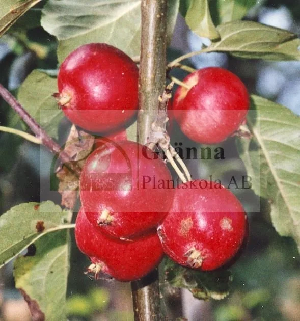 Malus Rescue_ergebnis.jpg