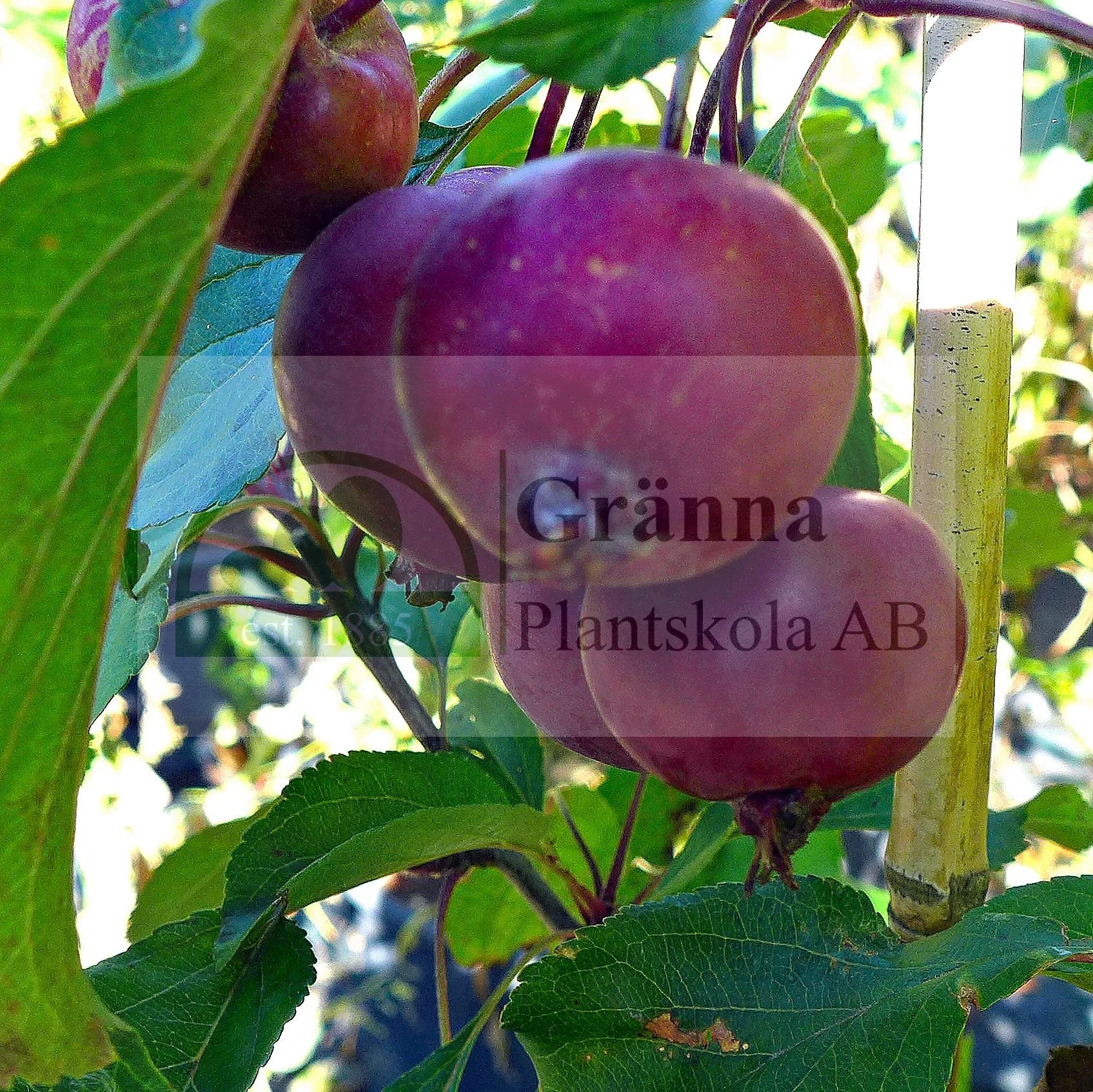 Malus Wabiskaw_ergebnis.jpg