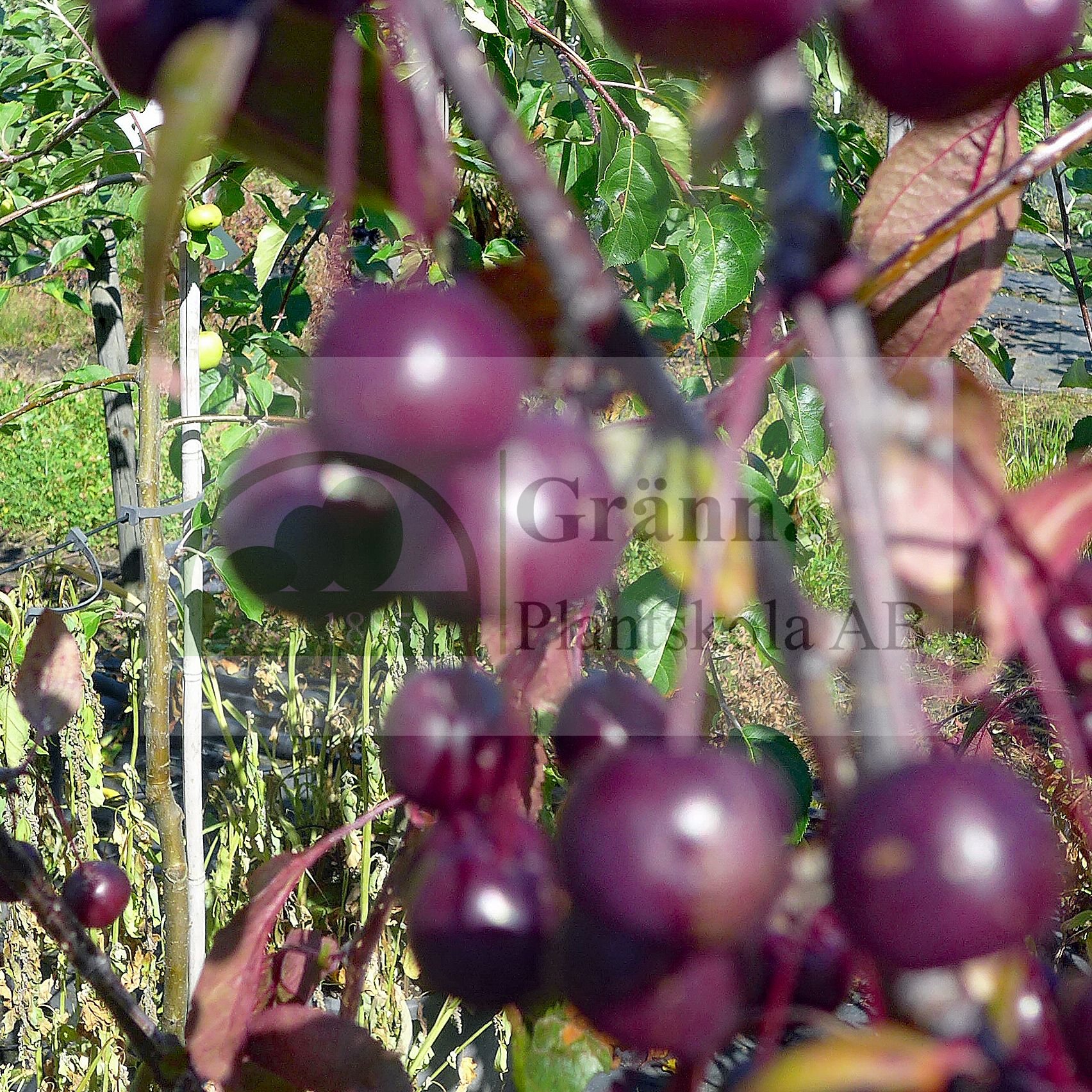 Malus Royal Beauty_ergebnis.jpg
