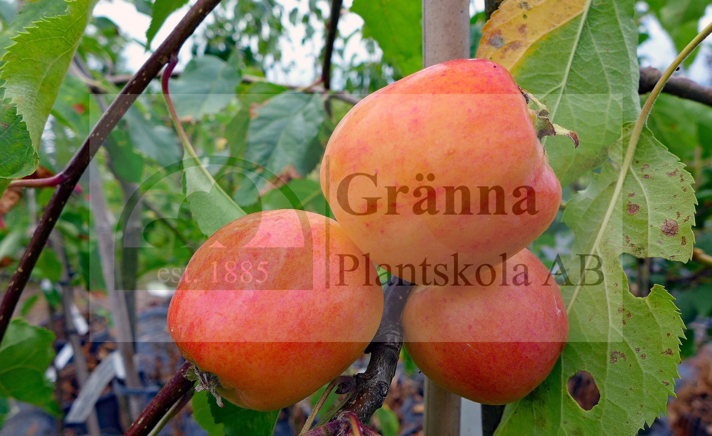 Malus Hyvingiensis_ergebnis.jpg