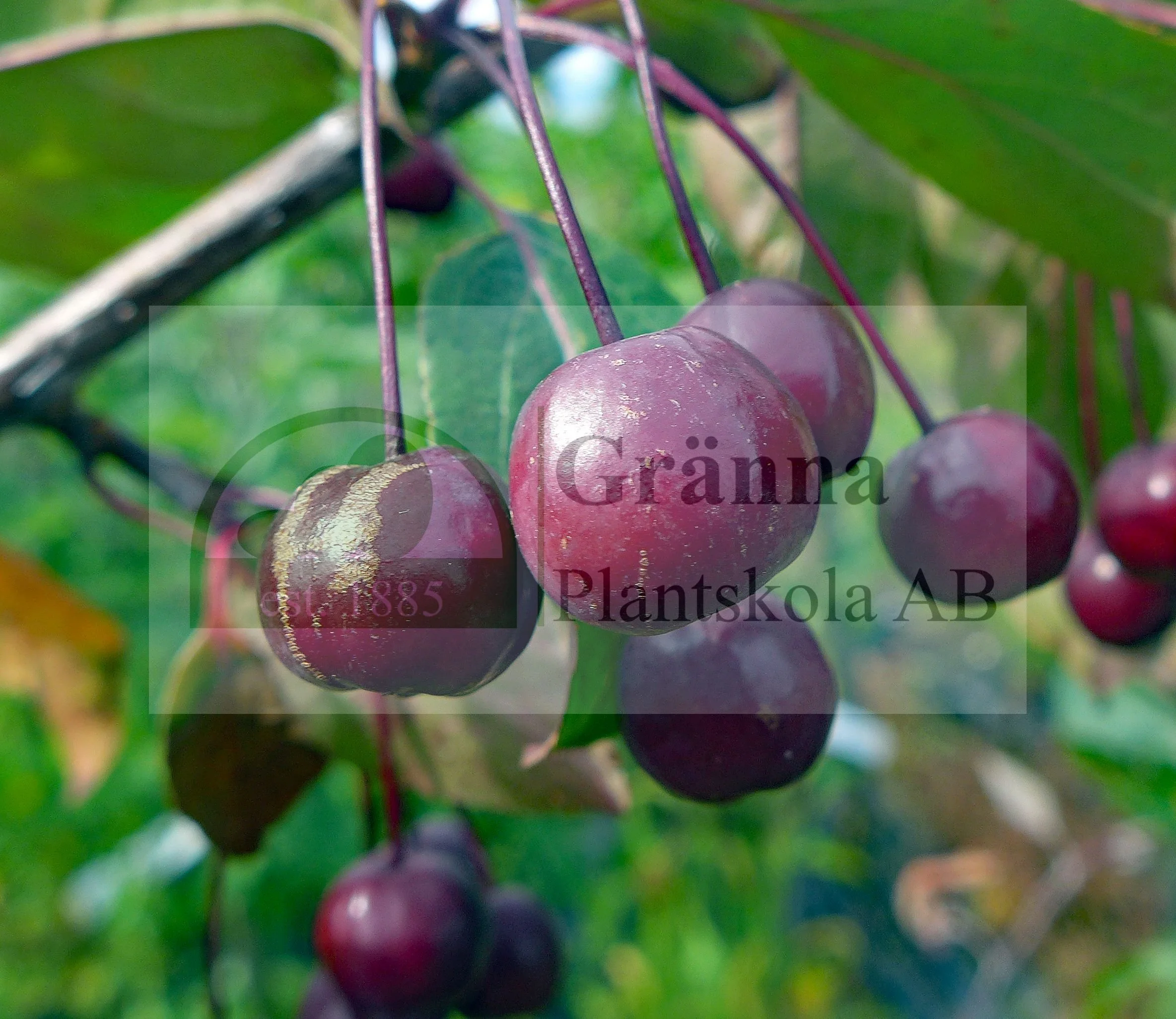 Malus August Vaga_ergebnis.jpg