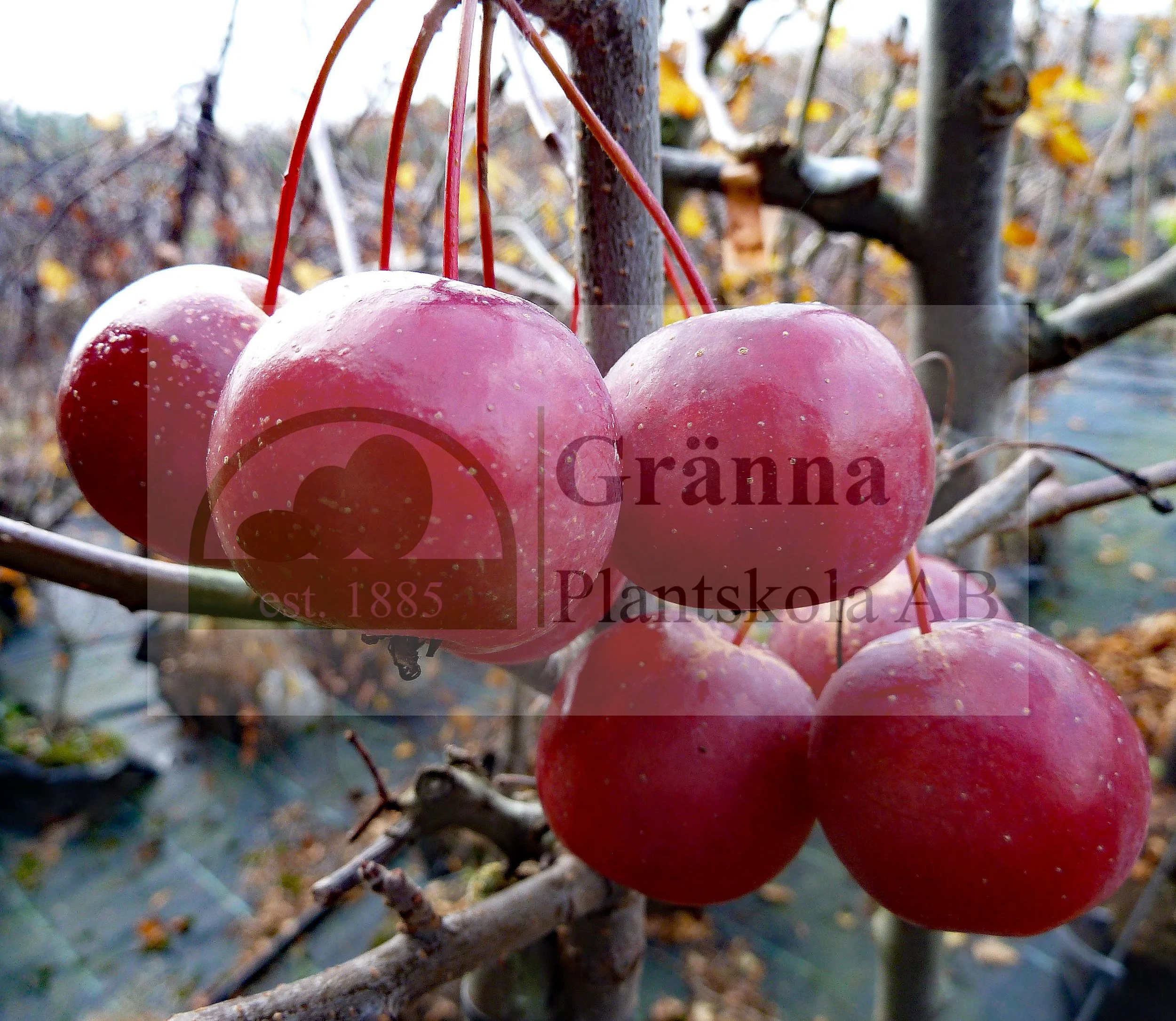 Malus baccata _ergebnis.jpg