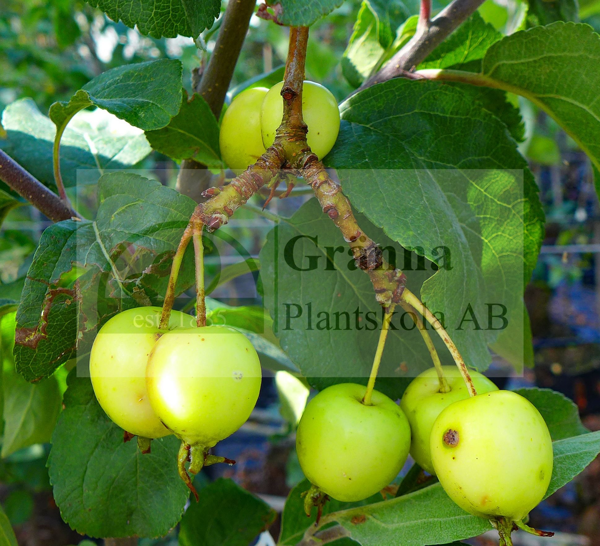 Malus baccata Umeå_ergebnis.jpg