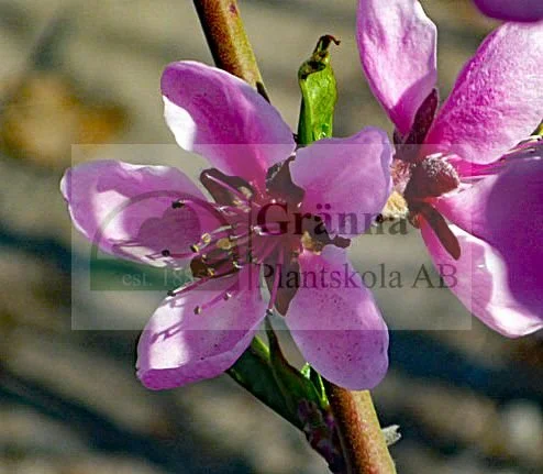 Persika Riga_ergebnis.jpg