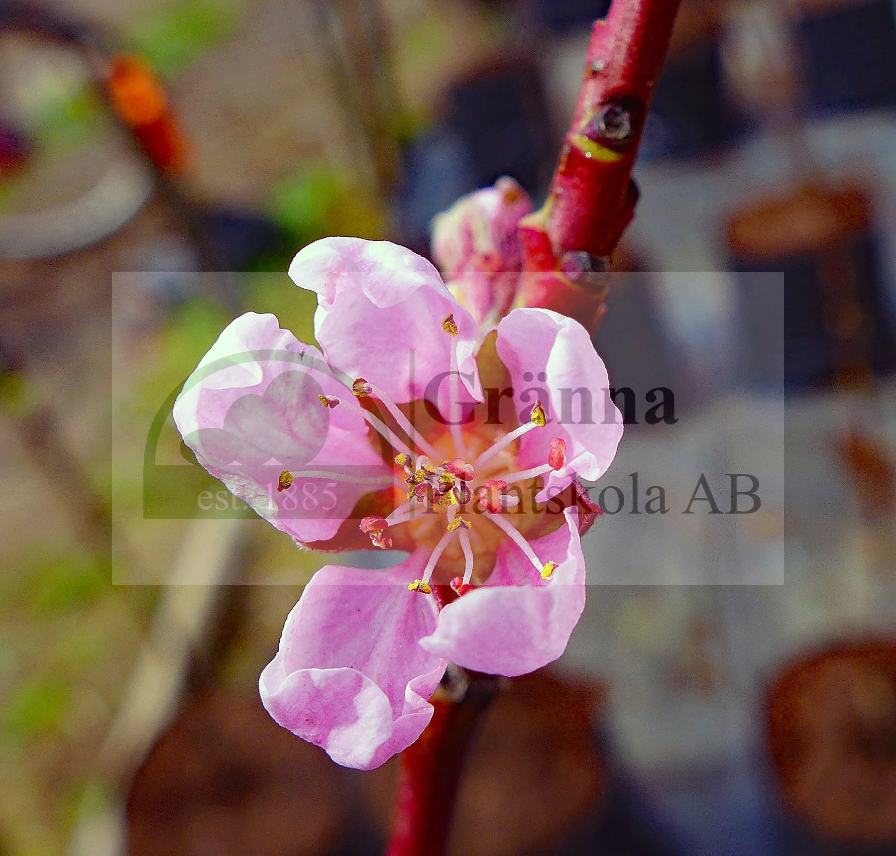 Prunus persica Redhaven_ergebnis.jpg