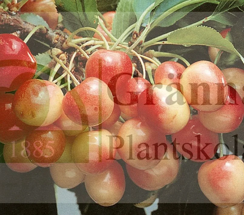 Allmän gulröd bigarrå_ergebnis.jpg