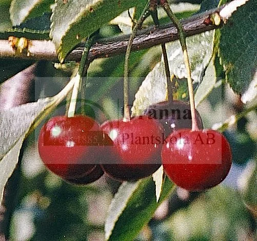 Brysselska bruna_ergebnis.jpg