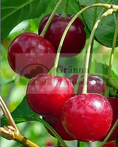 Fanal_ergebnis.jpg