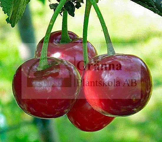 Morina_ergebnis.jpg