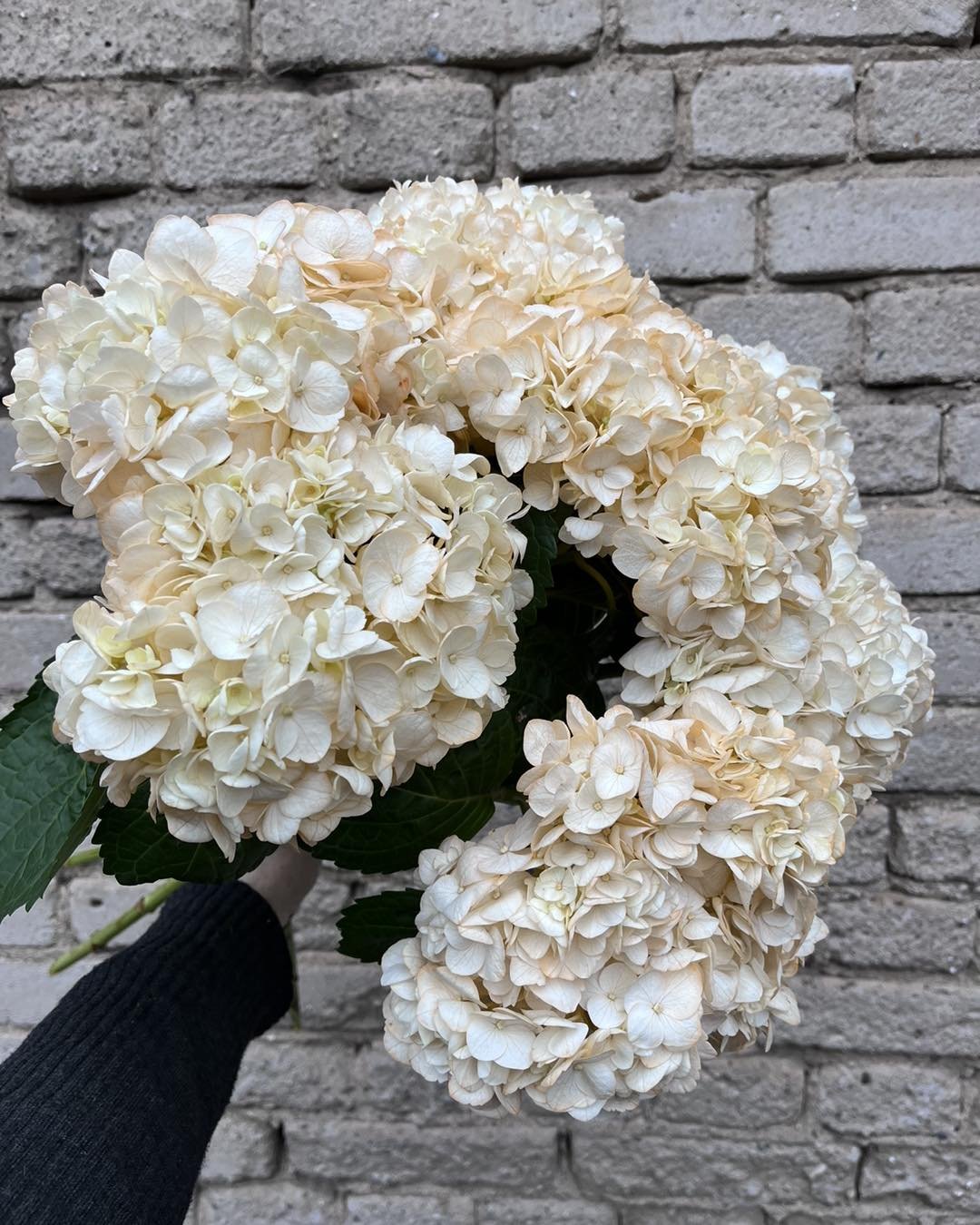 Peachy hortensia.. bara ljuvligt helt enkelt 🤩
.
.
.
#gr&auml;nna #bouquets #blommor #florists #blommorigr&auml;nna #dinfloristigr&auml;nna #j&ouml;nkoping #bouquet #floristerp&aring;instagram #floristerisverige #buketter #floral #florist #bukett #b