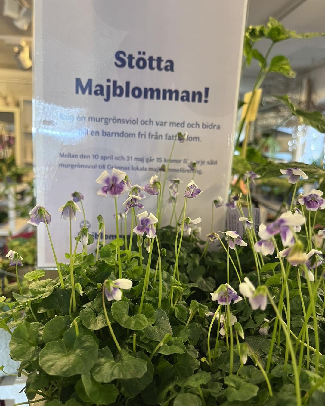 K&ouml;p en viol och st&ouml;tta majblomman💜
Fram till 31/5 g&aring;r 15:- f&ouml;r varje s&aring;ld murgr&ouml;nsviol till Gr&auml;nnas lokala Majblommef&ouml;rening. @majblomman_i_granna_ 
F&ouml;rutom att bidra till n&aring;got bra f&aring;r du d