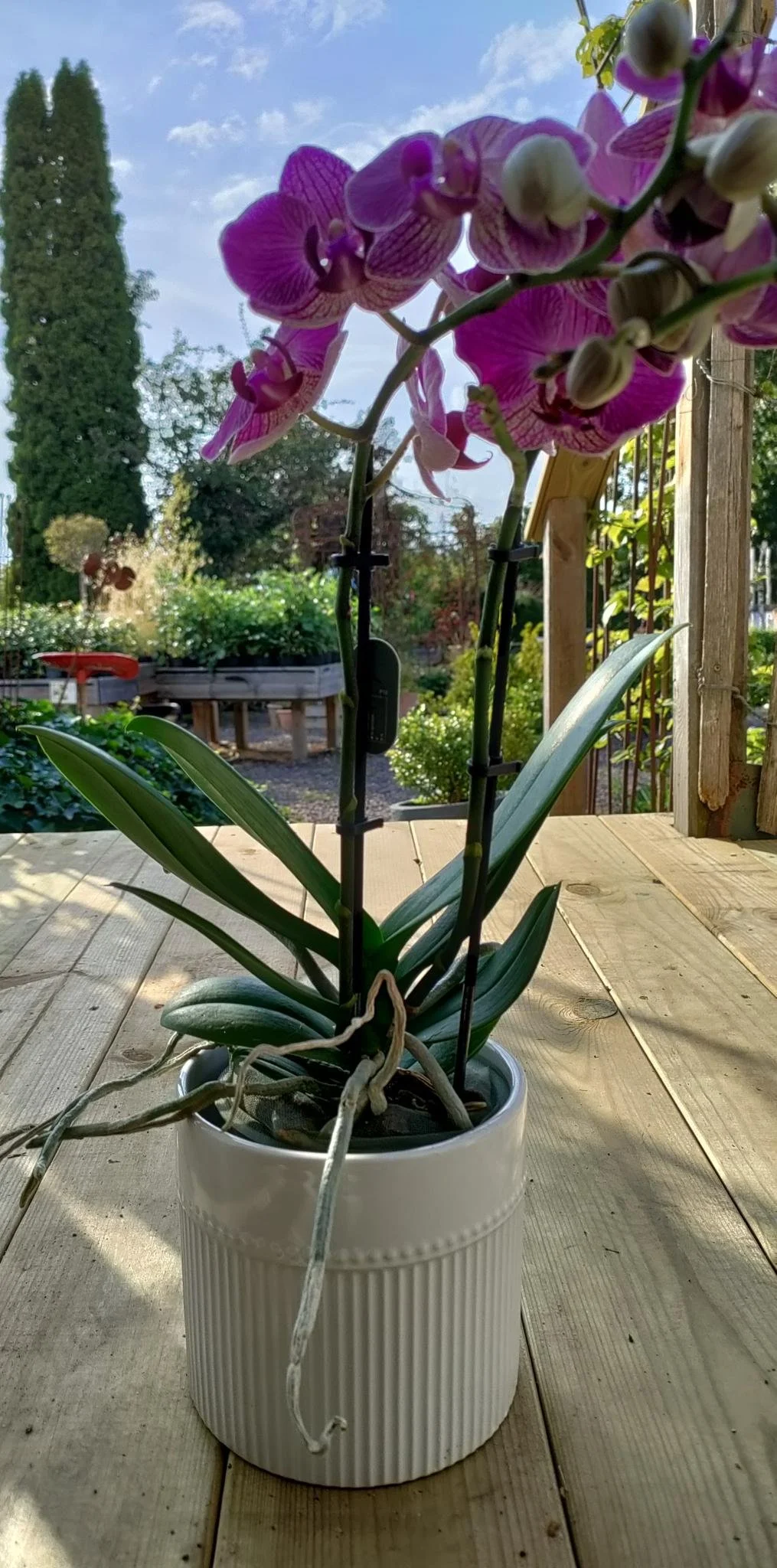 Orkidé eller plantering anpassad för allergiker och äldreboenden