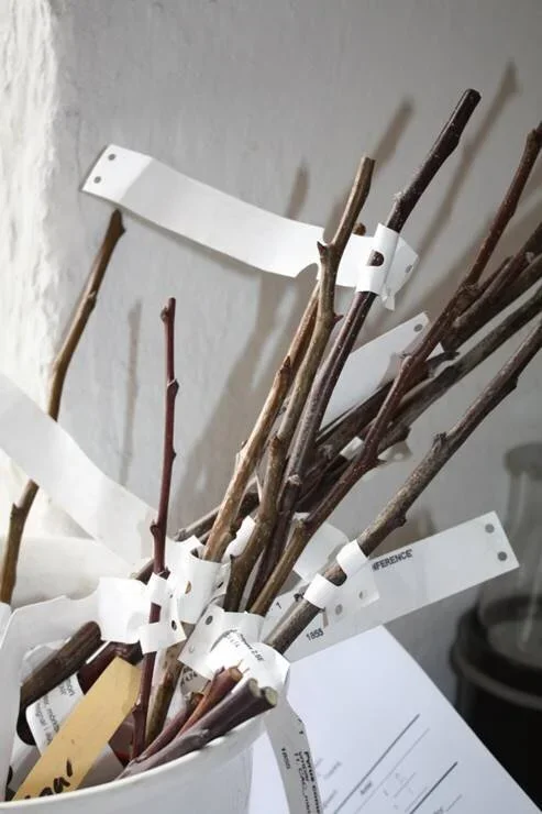 Pyrus com. 'TSHIZOVSKAJA'