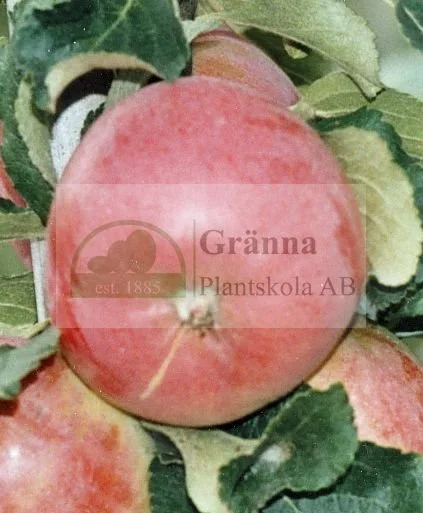 Farmors juläpple_ergebnis.jpg