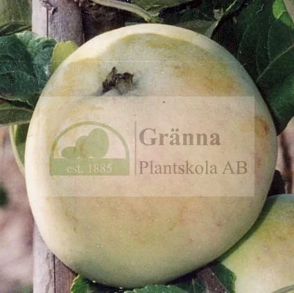 Arvidsäpple_ergebnis.jpg