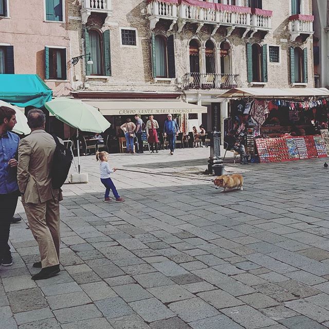 #venice #corgi #stubborn #no #dogsofinstagram