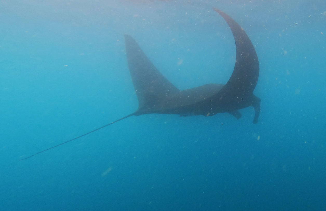 Manta Ray Expeditions - A New Zealand First! — Manta Trust