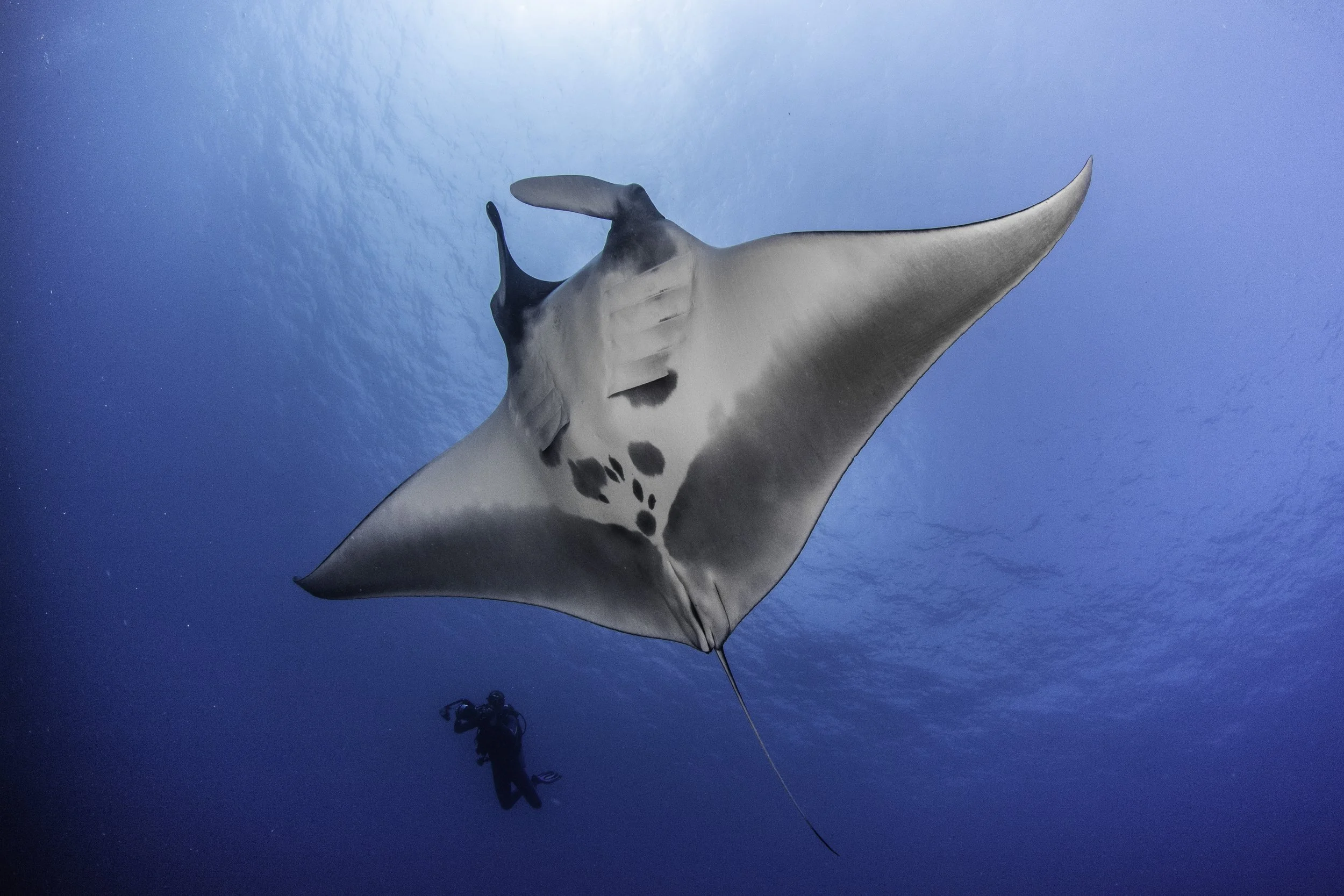 Oceanic manta, Mobula birostris_Fuvahmulah Maldives_2018_Simon Hilbourne.jpg