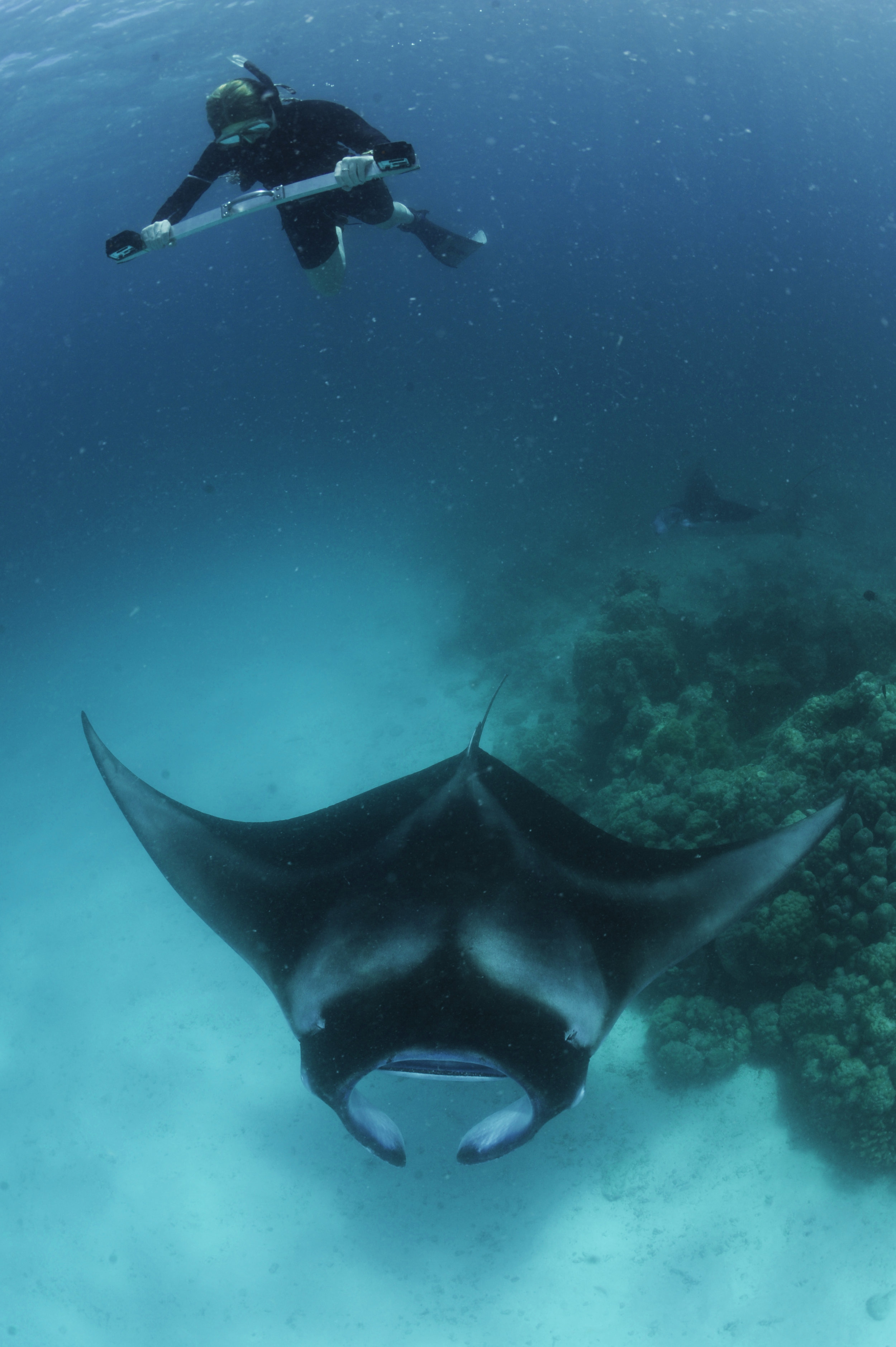 Maldivian Manta Ray Project Maldives Manta Trust