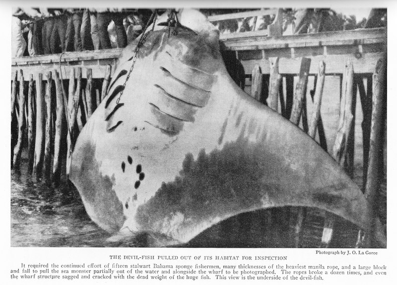 An image from an issue of National Geographic Magazine in 1919.  The caption describes the enormous effort that went into landing this manta. Along with their undesirable taste, the level of effort required to catch and bring a manta to port, and the risks associated with doing so, meant manta and devil rays were largely avoided by fisheries.