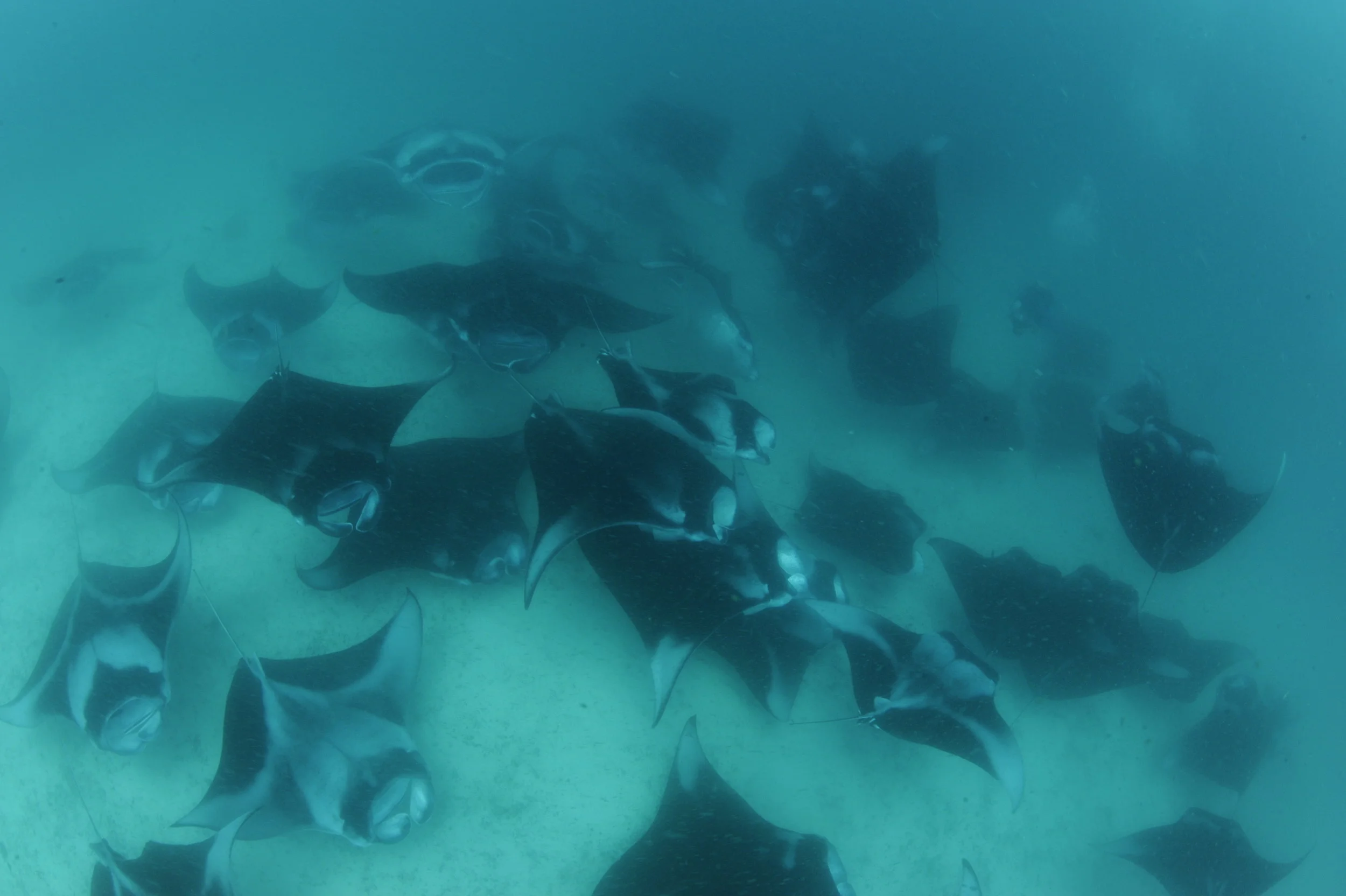 Reef Manta Ray Mass Feeding Event 2, Hanifaru Bay, Baa Atoll, Maldives © Guy Stevens, Manta Trust (O).JPG