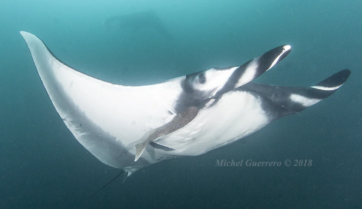 The horn-like cephalic fins of an oceanic manta appear stripey when furled-up. Photo by Michel Guerrero.