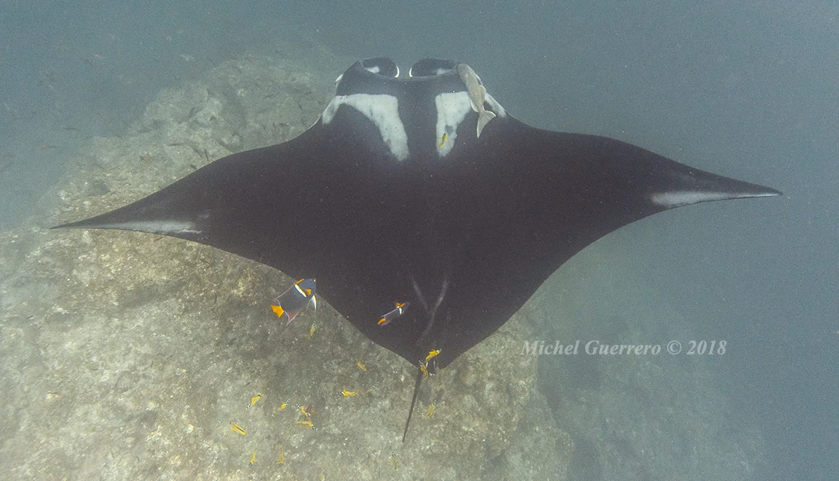 Manta 22.jpg