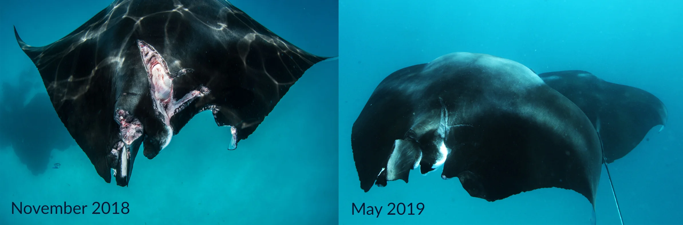 Babaganoush B&A.jpg