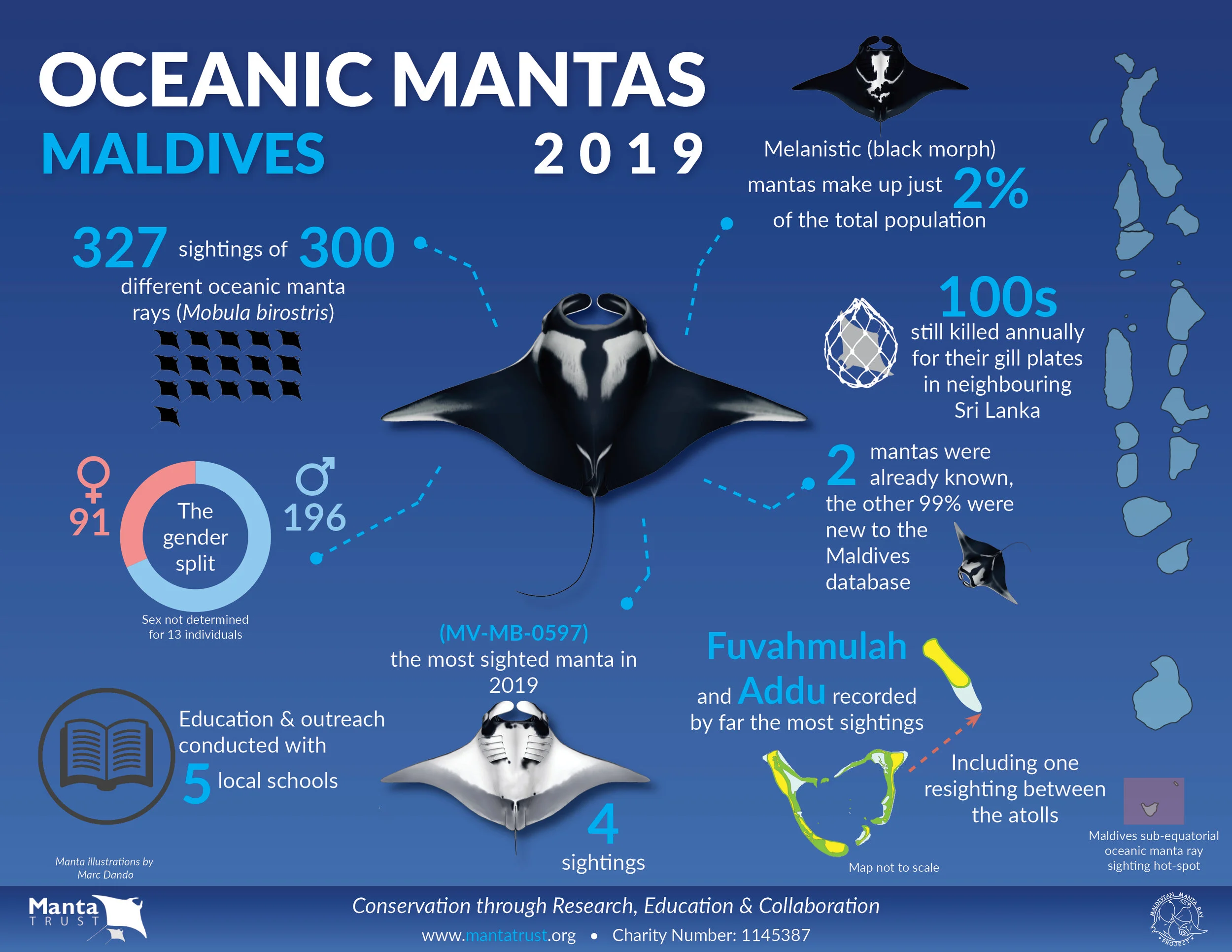 Maldives Oceanic Manta Ray — Manta Trust
