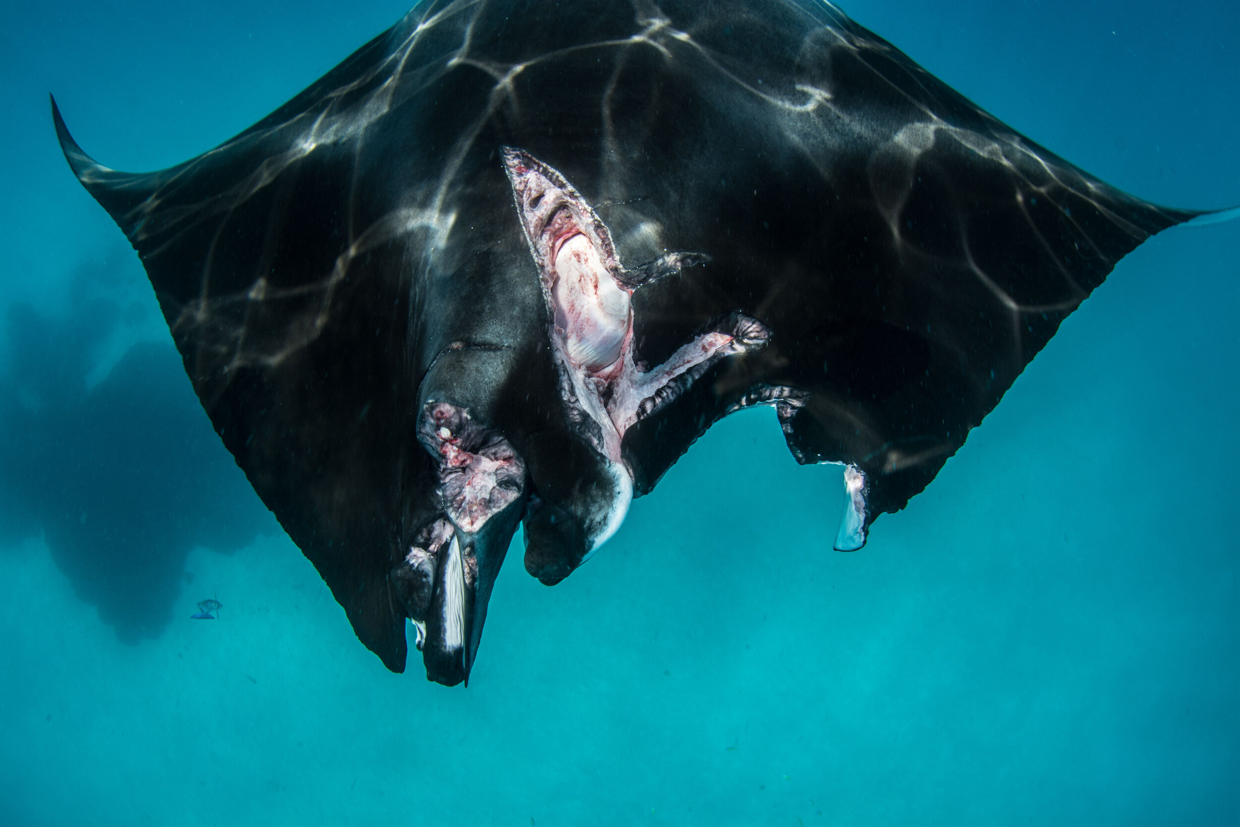Other human-originated Threats — Manta Trust
