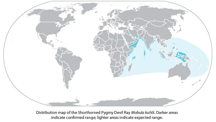 Shorthorned Pygmy Devil Ray (Mobula kuhlii) Species Guide — Manta Trust