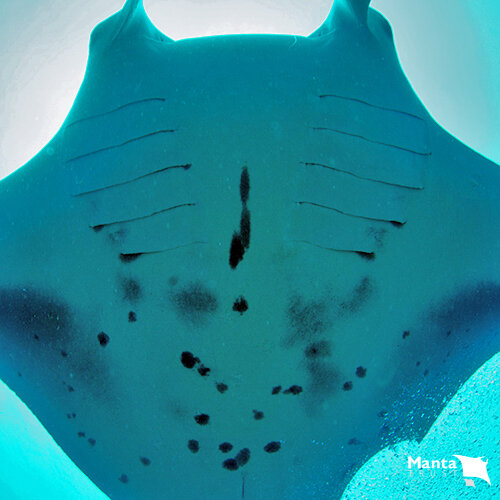 Manta grid' provides a ray of hope against industrial bycatch threat