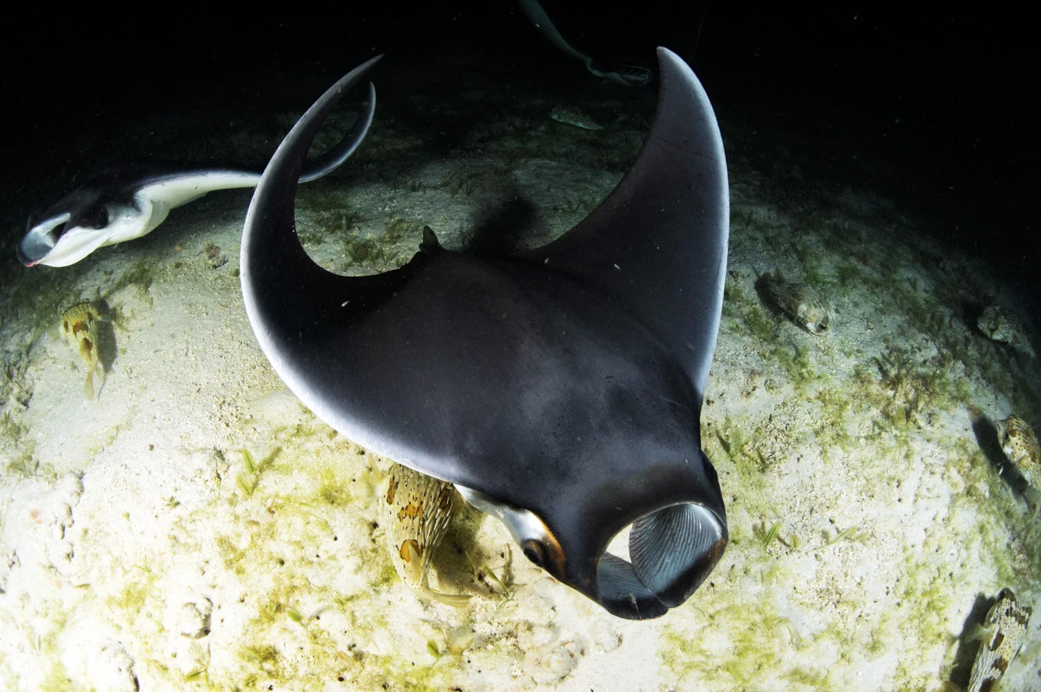 Munk's Pygmy Devil Ray (Mobula munkiana) Species Guide — Manta Trust