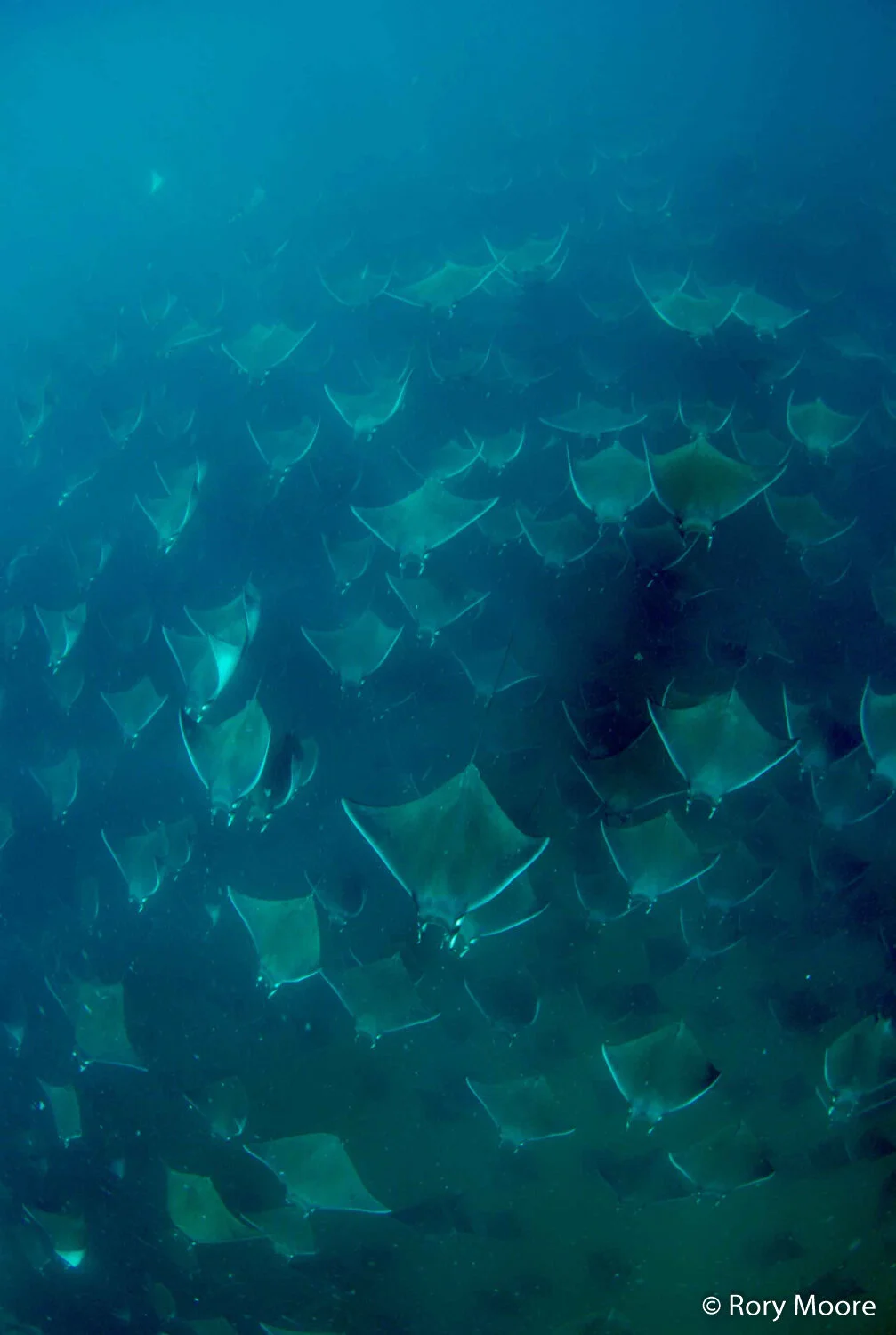 Munk's Pygmy Devil Ray (Mobula munkiana) Species Guide — Manta Trust
