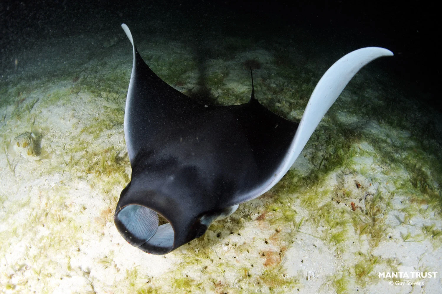 Munk's Pygmy Devil Ray (Mobula munkiana) Species Guide — Manta Trust
