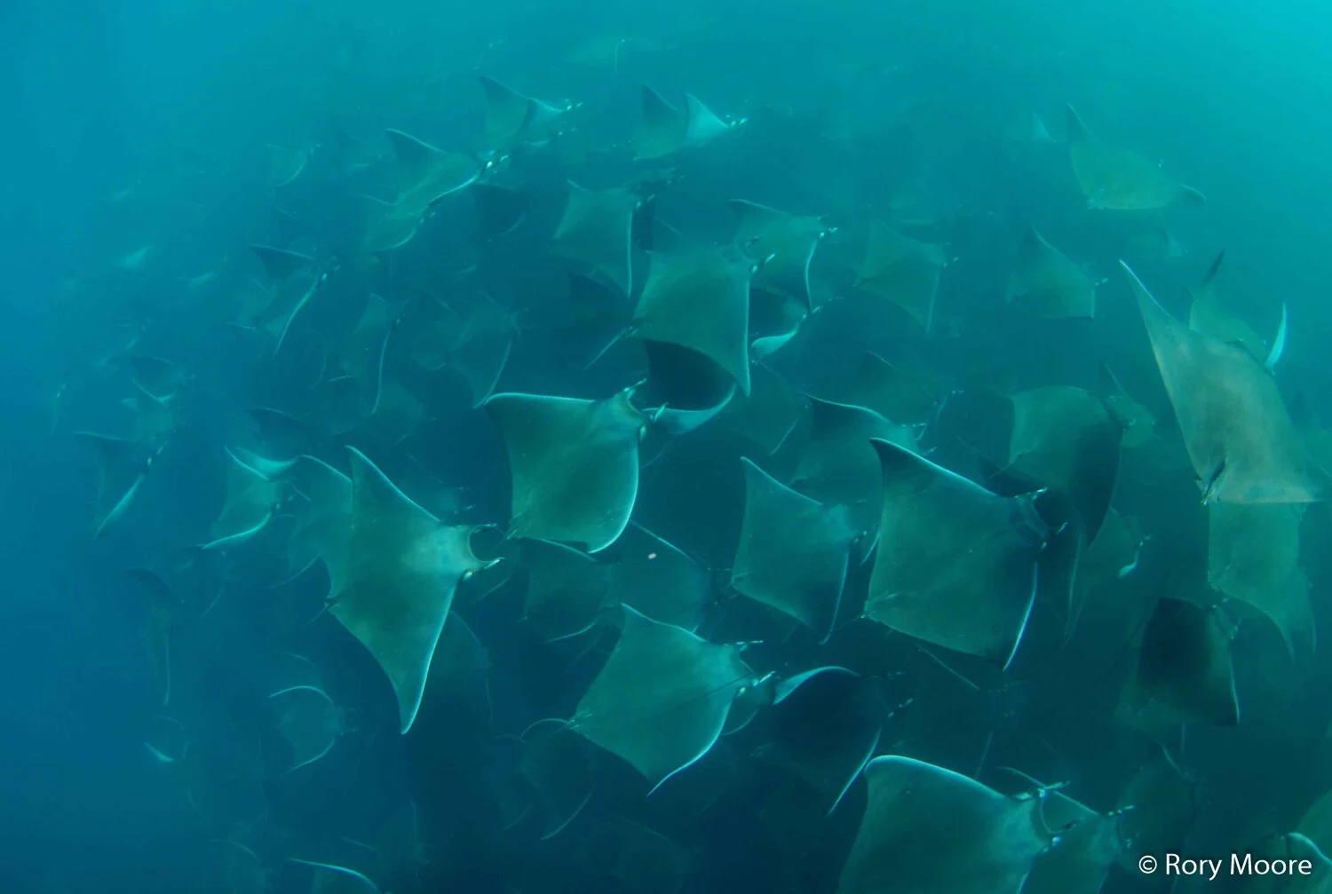 Munk's Pygmy Devil Ray (Mobula munkiana) Species Guide — Manta Trust