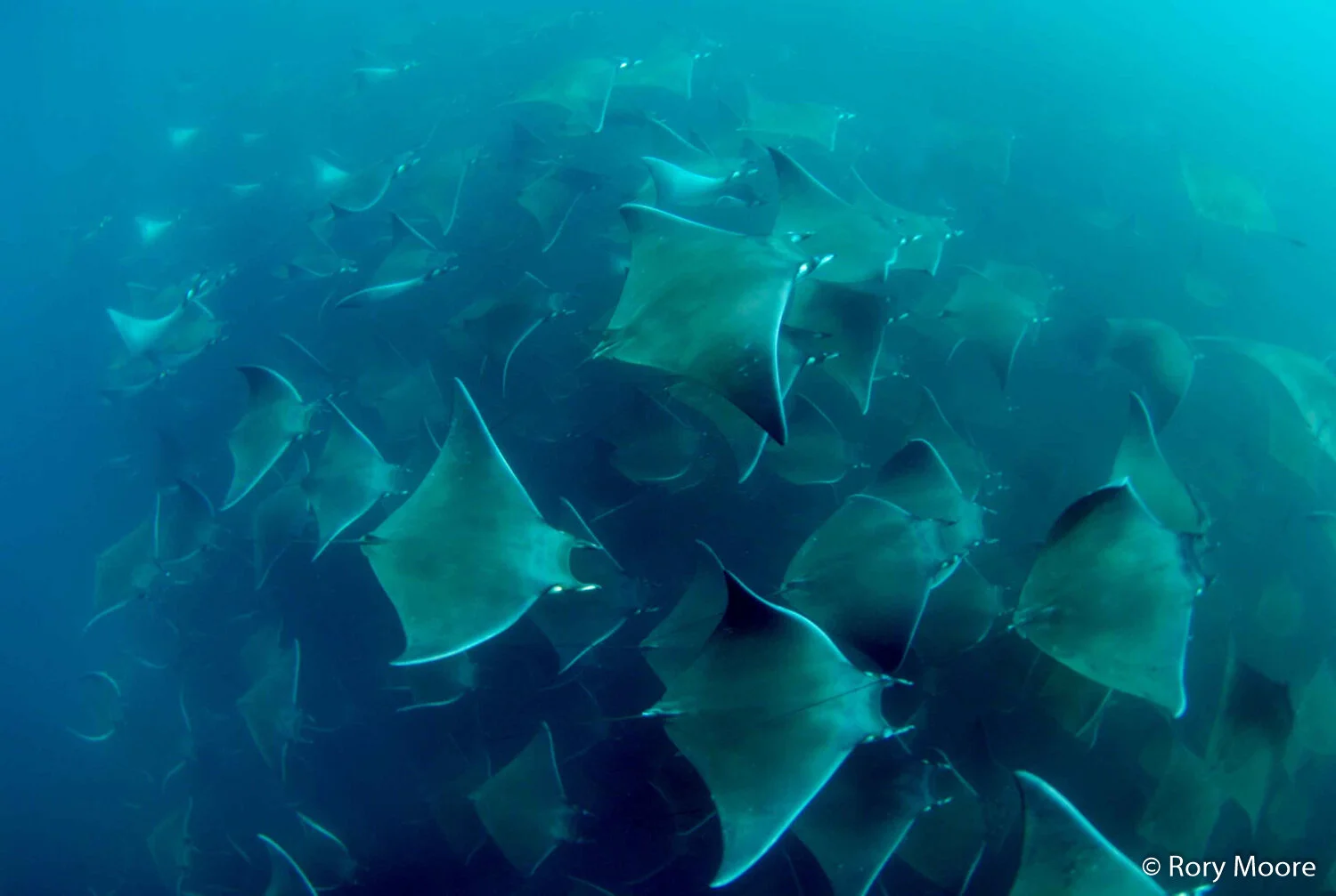 Munk's Pygmy Devil Ray (Mobula munkiana) Species Guide — Manta Trust