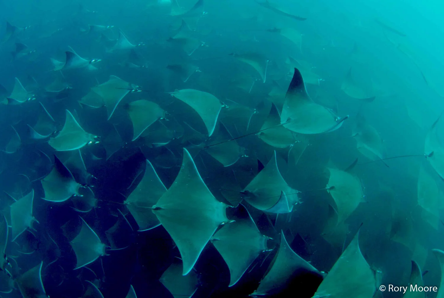 Munk's Pygmy Devil Ray (Mobula munkiana) Species Guide — Manta Trust