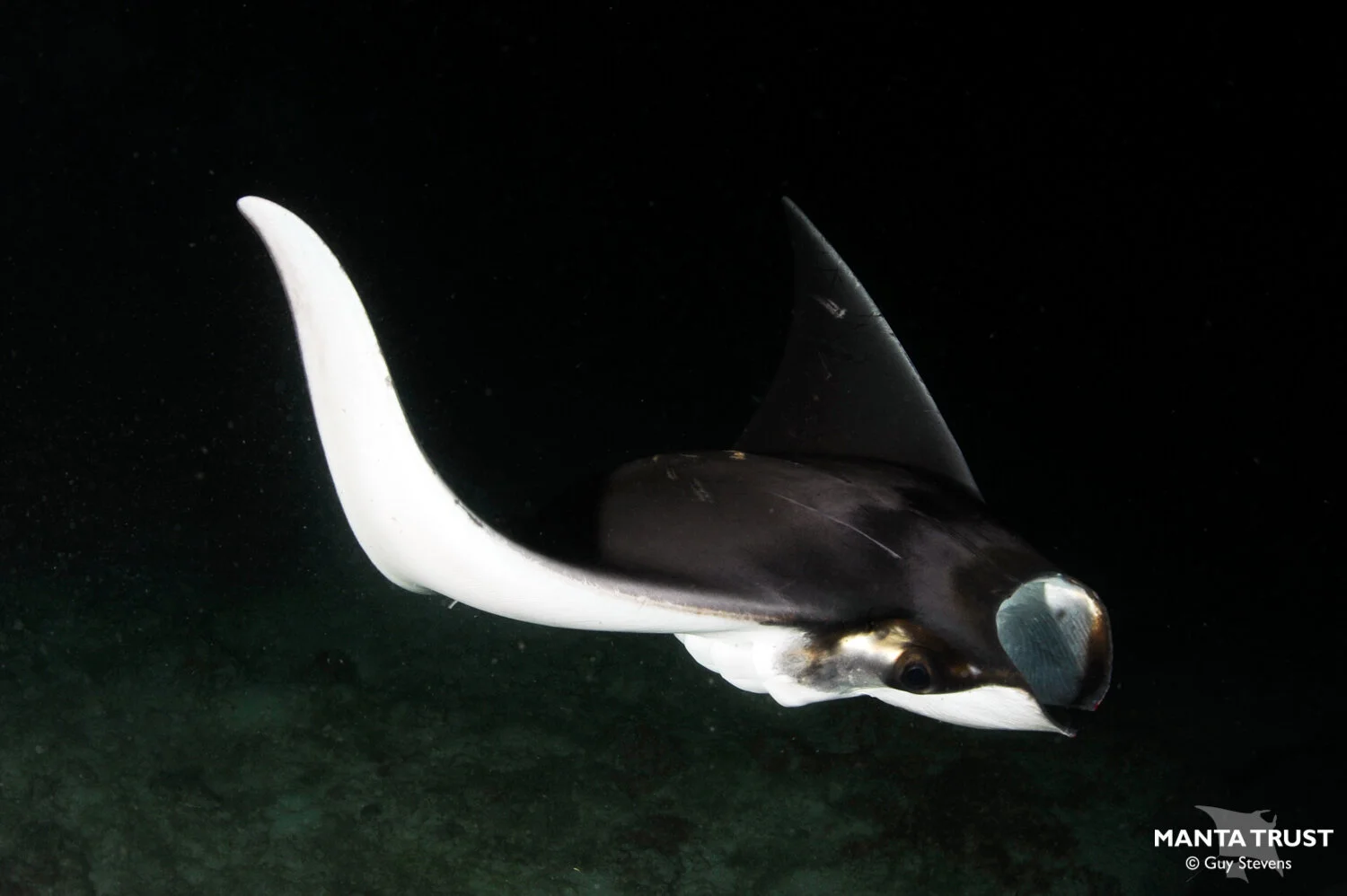 Munk's Pygmy Devil Ray (Mobula munkiana) Species Guide — Manta Trust