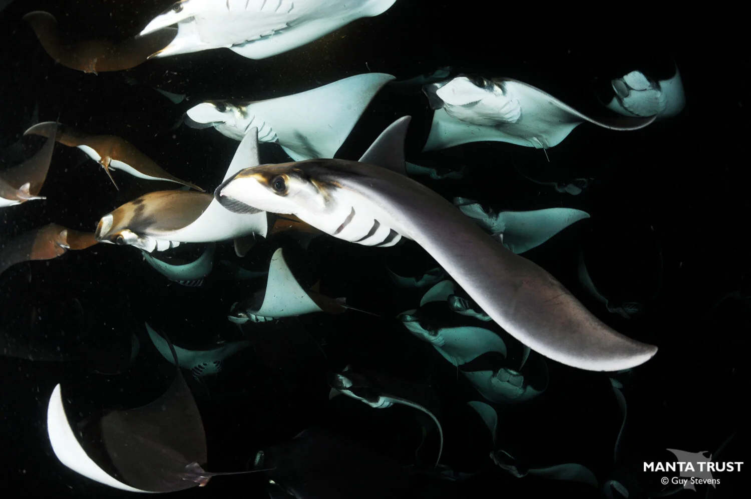 Munk's Pygmy Devil Ray (Mobula munkiana) Species Guide — Manta Trust