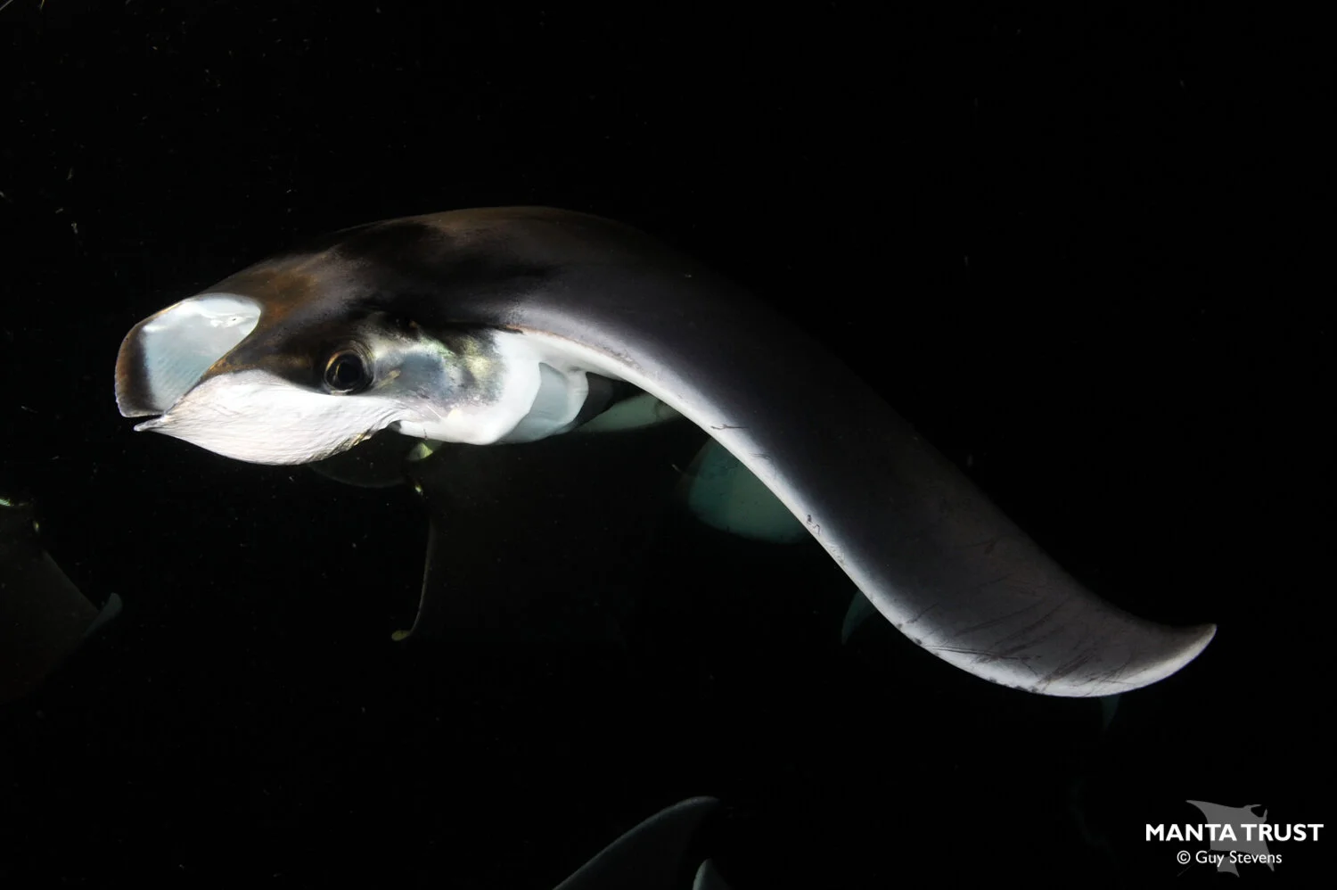 Munk's Pygmy Devil Ray (Mobula munkiana) Species Guide — Manta Trust