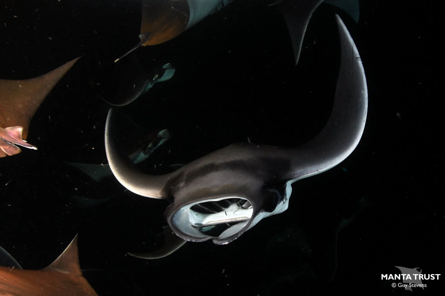 Munk's Pygmy Devil Ray (Mobula munkiana) Species Guide — Manta Trust