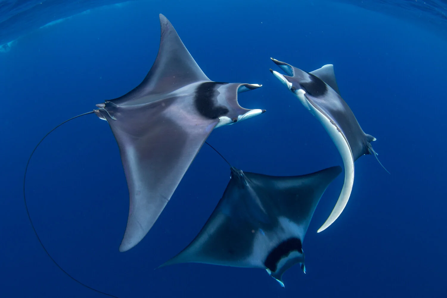 Spinetail Devil Ray (Mobula mobular) Species Guide — Manta Trust