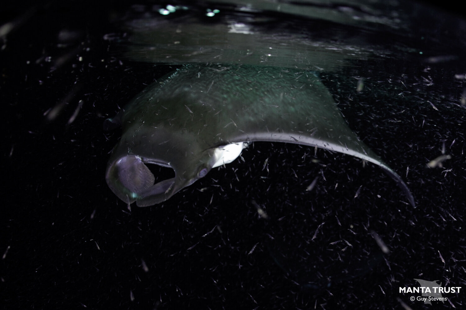 Shorthorned Pygmy Devil Ray (Mobula kuhlii) Species Guide — Manta Trust