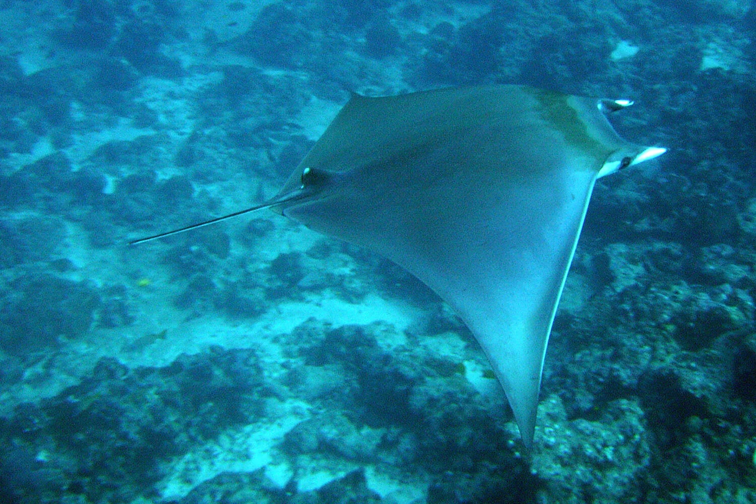 Shorthorned Pygmy Devil Ray (Mobula kuhlii) Species Guide — Manta Trust