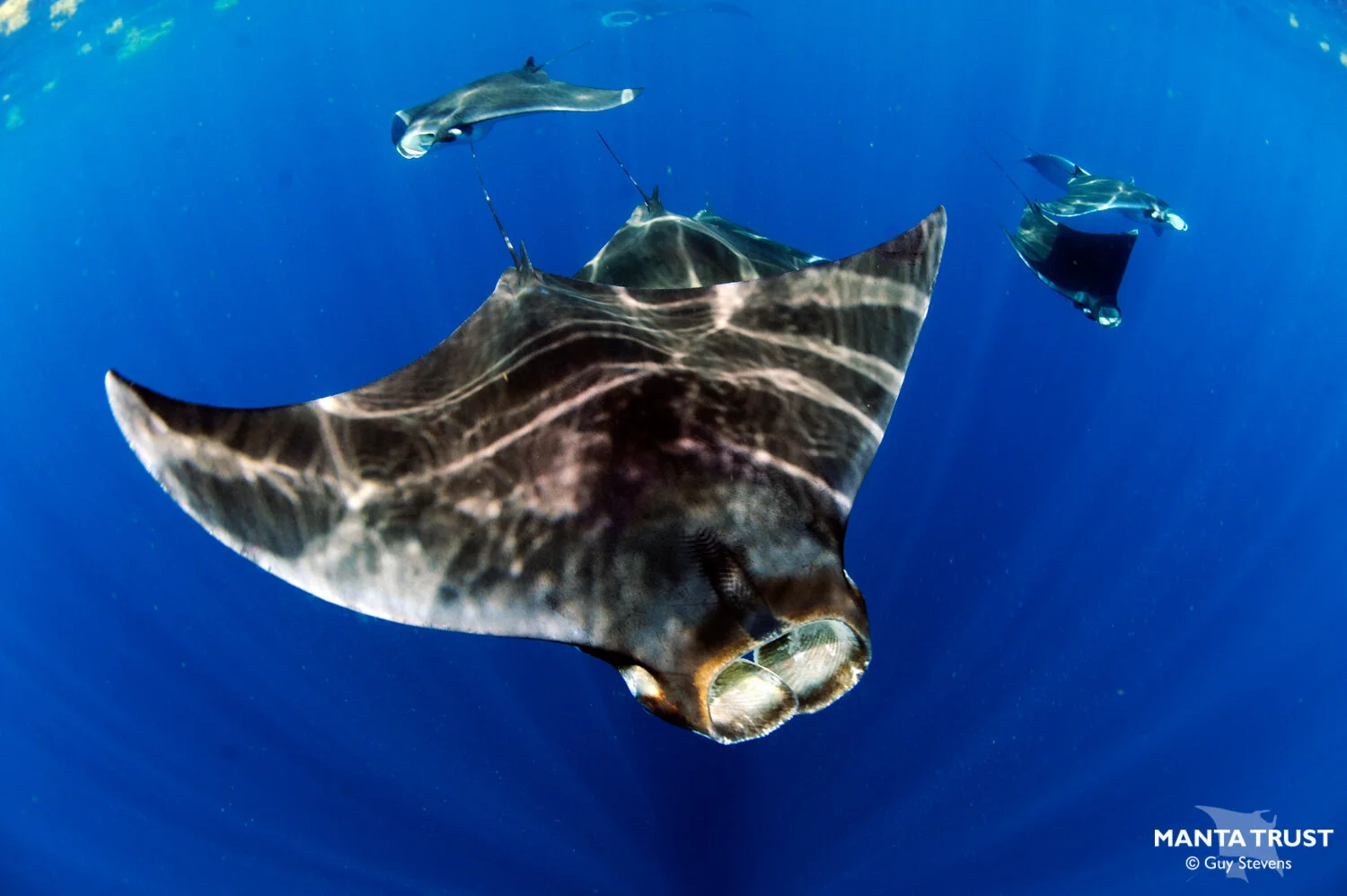 Atlantic Pygmy Devil Ray (Mobula hypostoma) Species Guide — Manta Trust