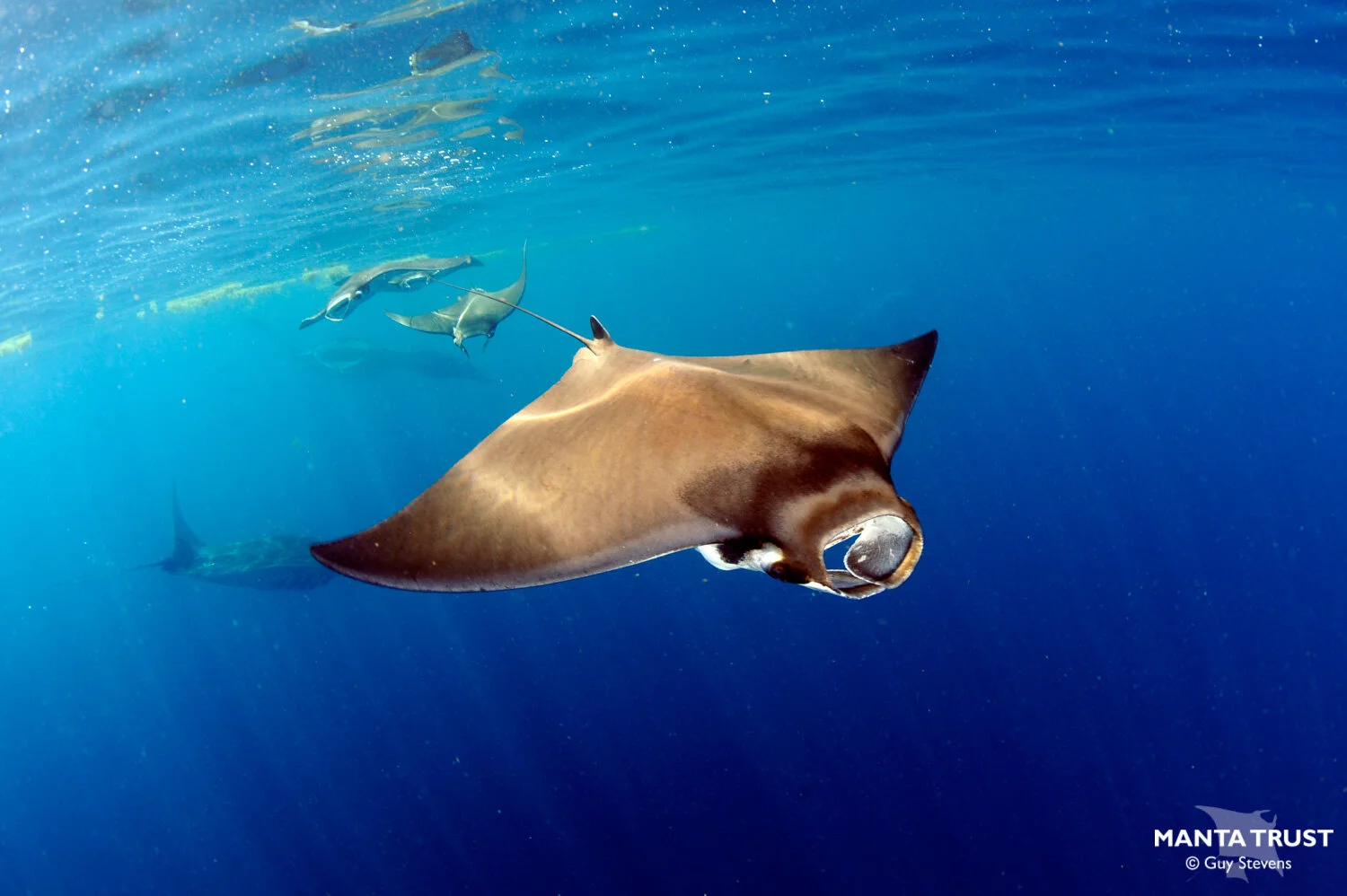 Atlantic Pygmy Devil Ray (Mobula hypostoma) Species Guide — Manta Trust