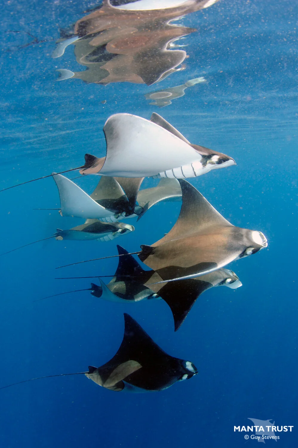 Atlantic Pygmy Devil Ray (Mobula hypostoma) Species Guide — Manta Trust