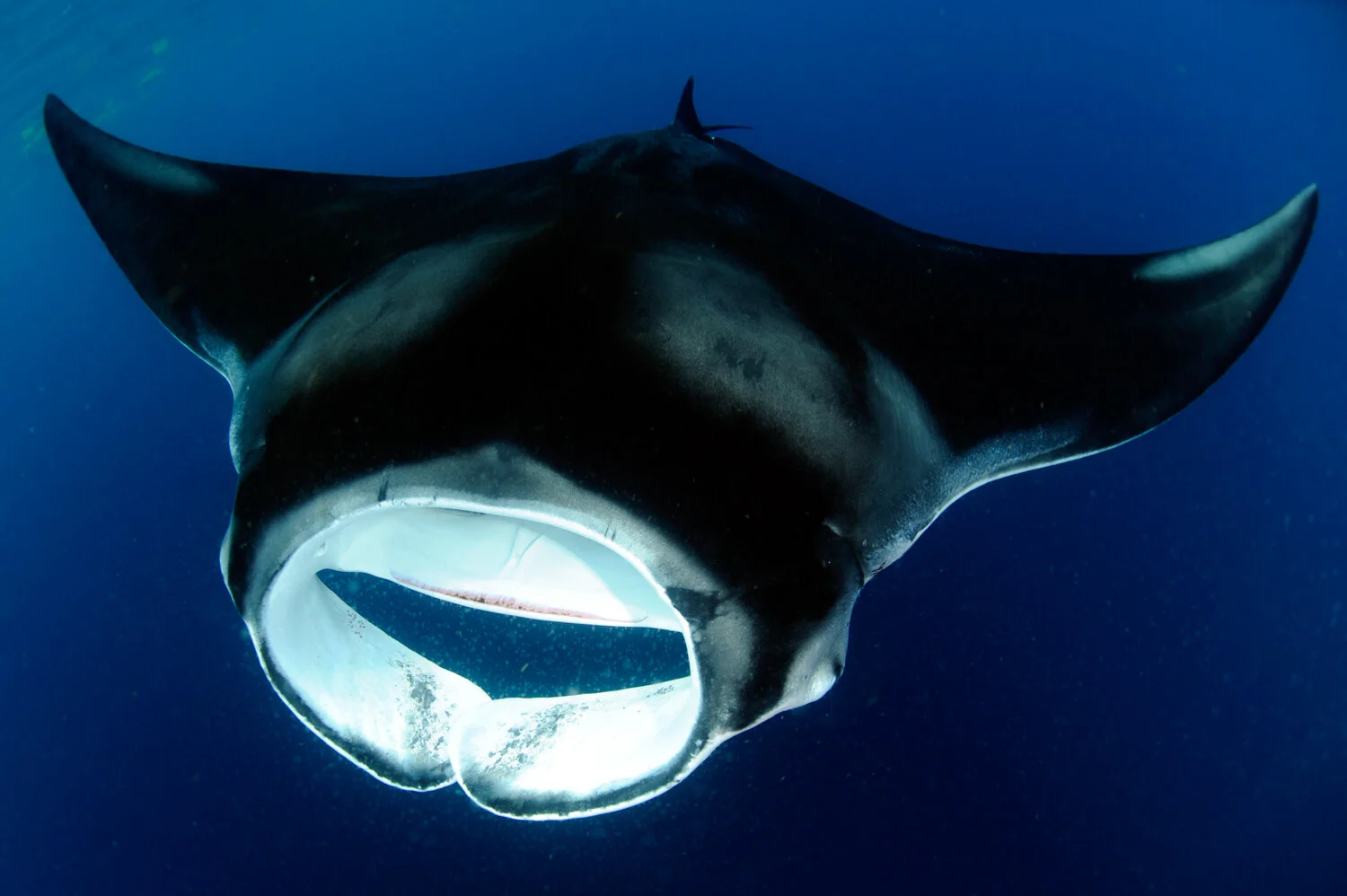 Mantarrayas Mobulas Atlantic Manta Ray (Mobula cf. birostris) Species Guide — Manta Trust