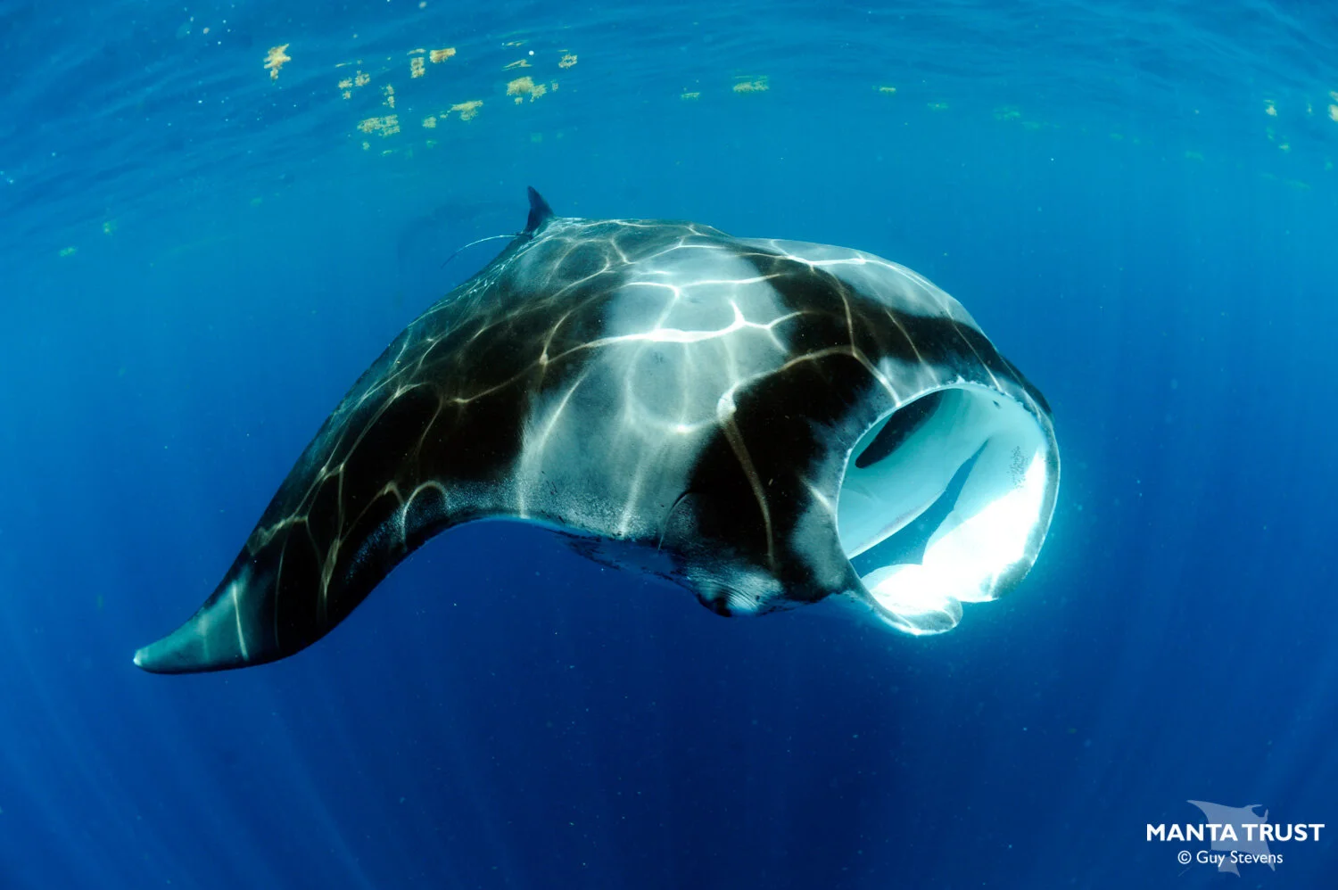 Caribbean Manta Rays